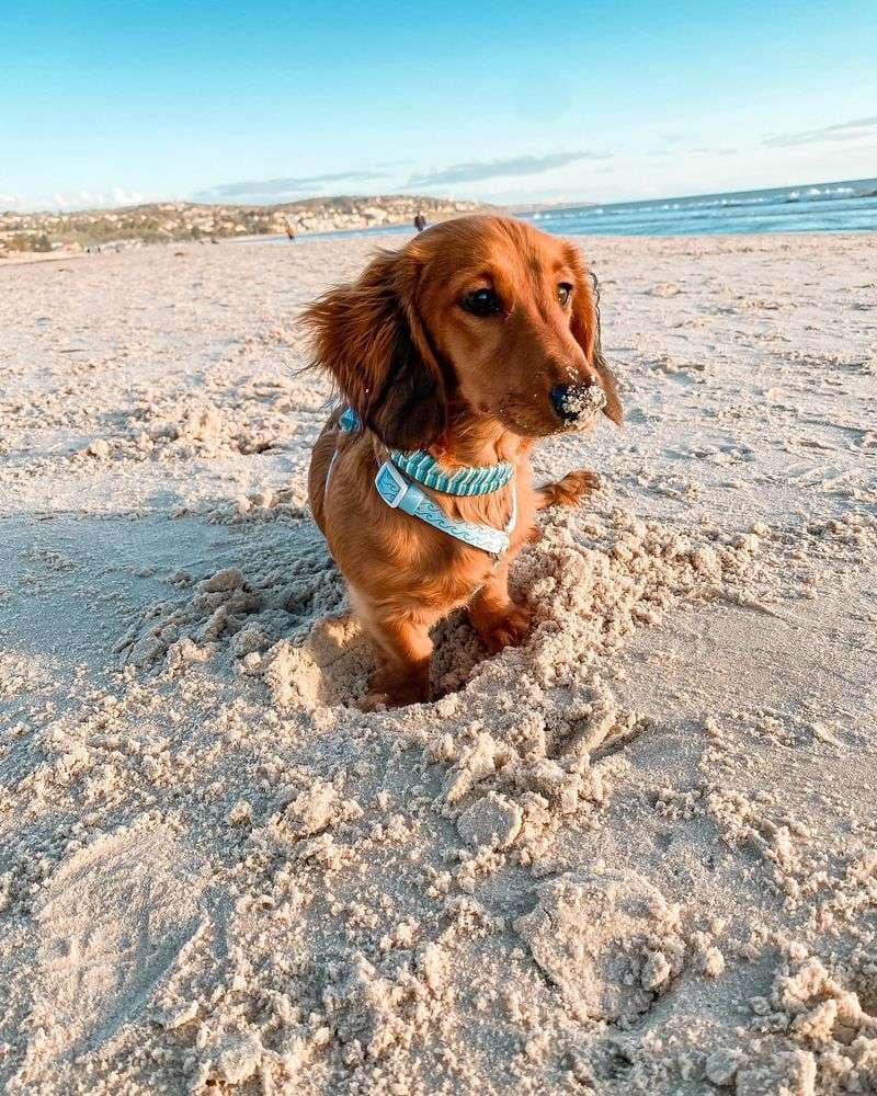 Red longhaired dachshund in a turquoise harness sitting on the beach with sand on its nose